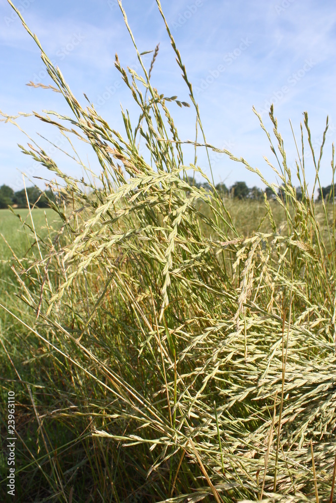 Fototapeta premium céréale