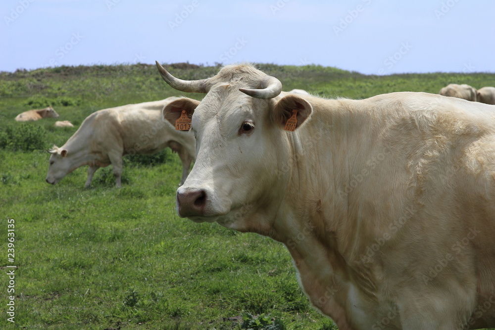 mucche libere