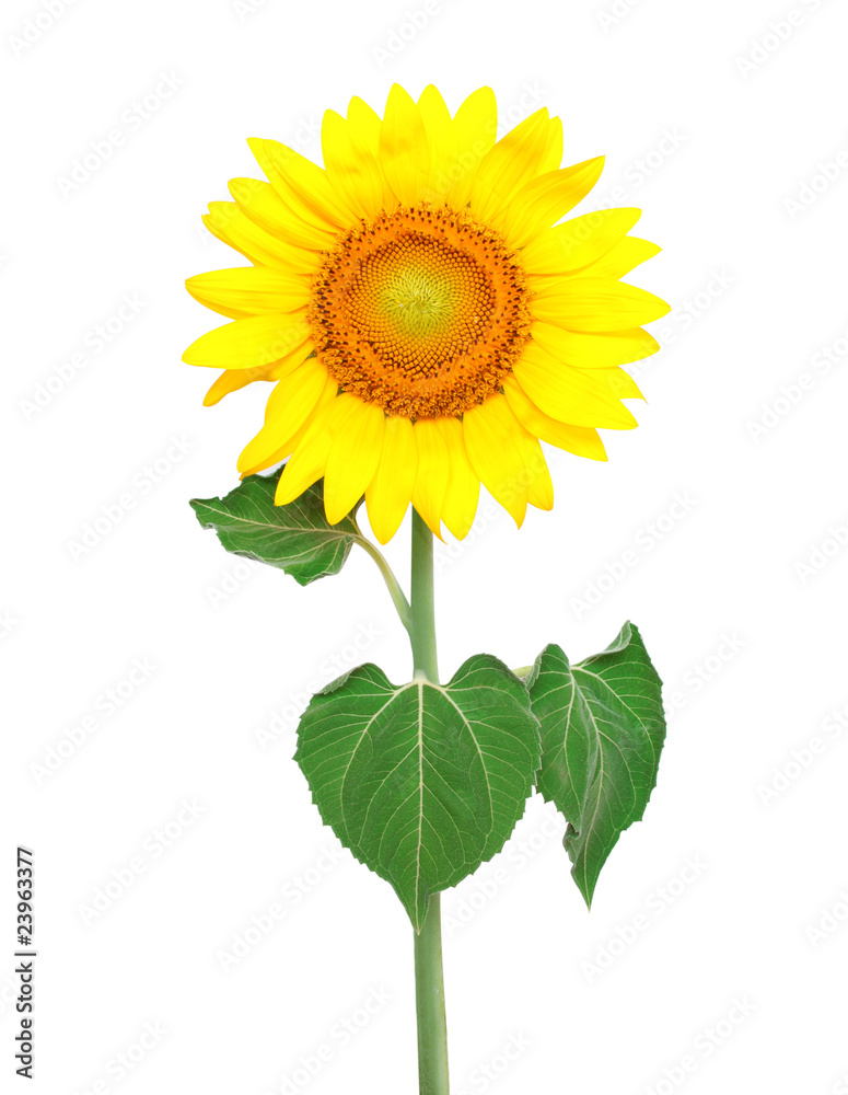Obraz premium Sunflower isolated