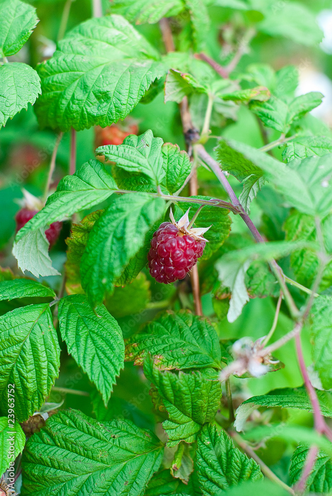 himbeeren himbeeren