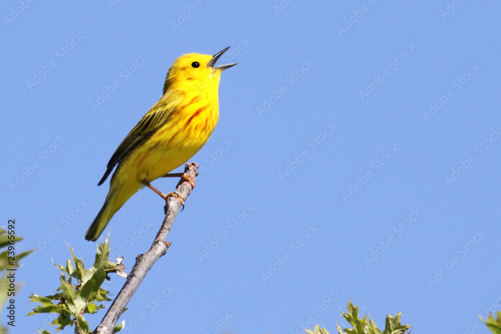 Fototapeta premium Yellow Warbler (Dendroica petechia) Singing