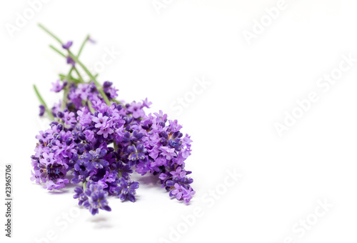 Lavendel Lavendelbund