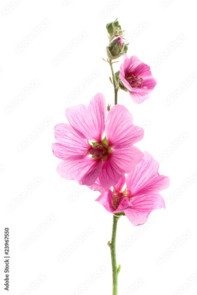 Pink malva flowers Pink malva flowers