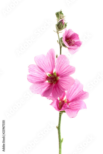 Konstfotografi Pink malva flowers