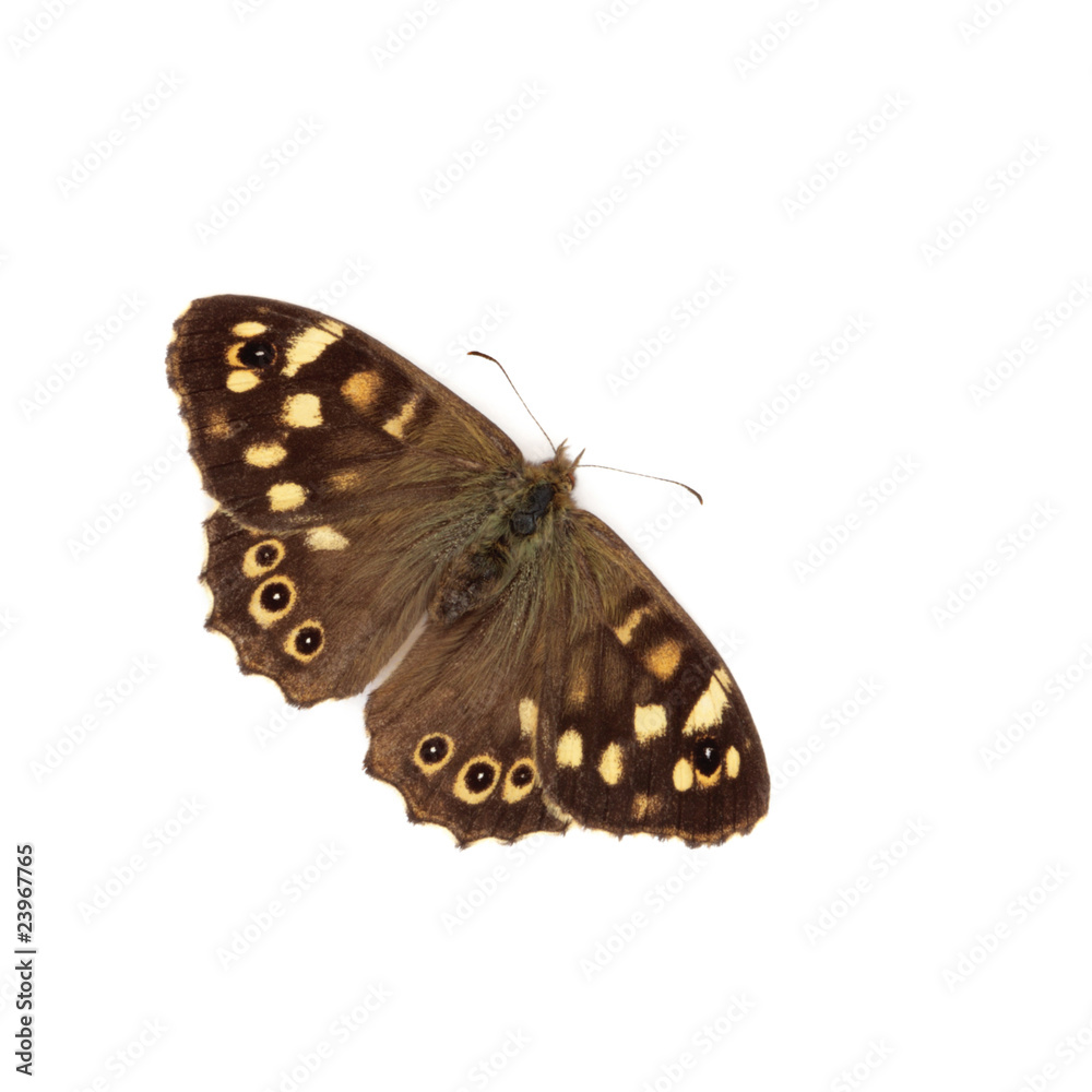 Fototapeta premium Speckled Wood Butterfly