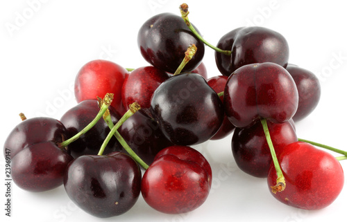 cerises burlat, fond blanc photo