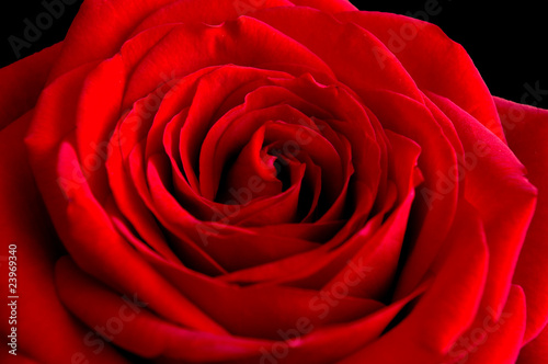 red rose shot against black velvet background