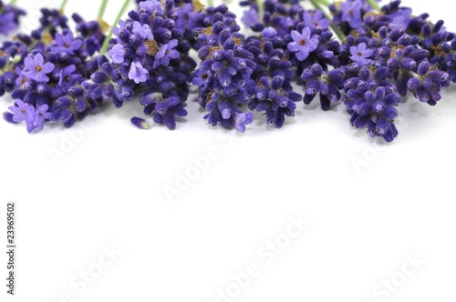 Provence, Lavendel