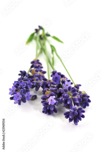Duft, Lavendel