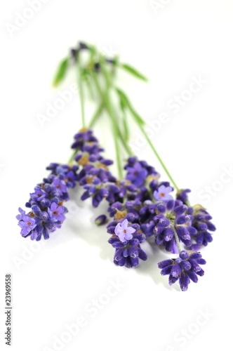 Aroma, Lavendel
