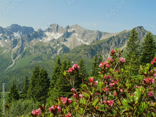 Alpenrosen Tannen Kanzelwand photo