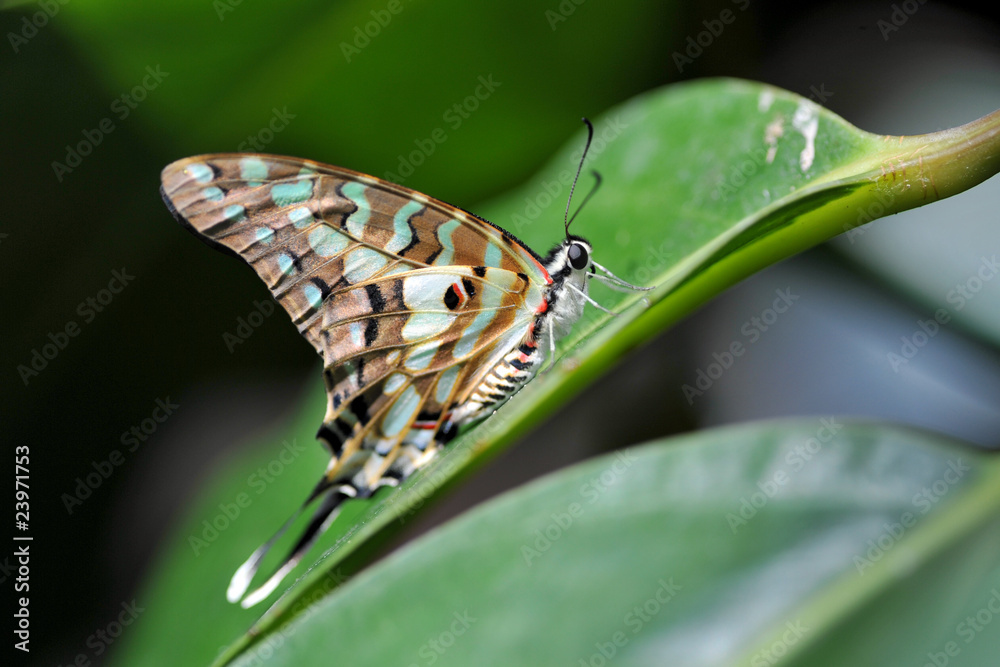 Fototapeta premium Papilio Butterfly