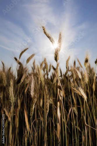 wheat with sun