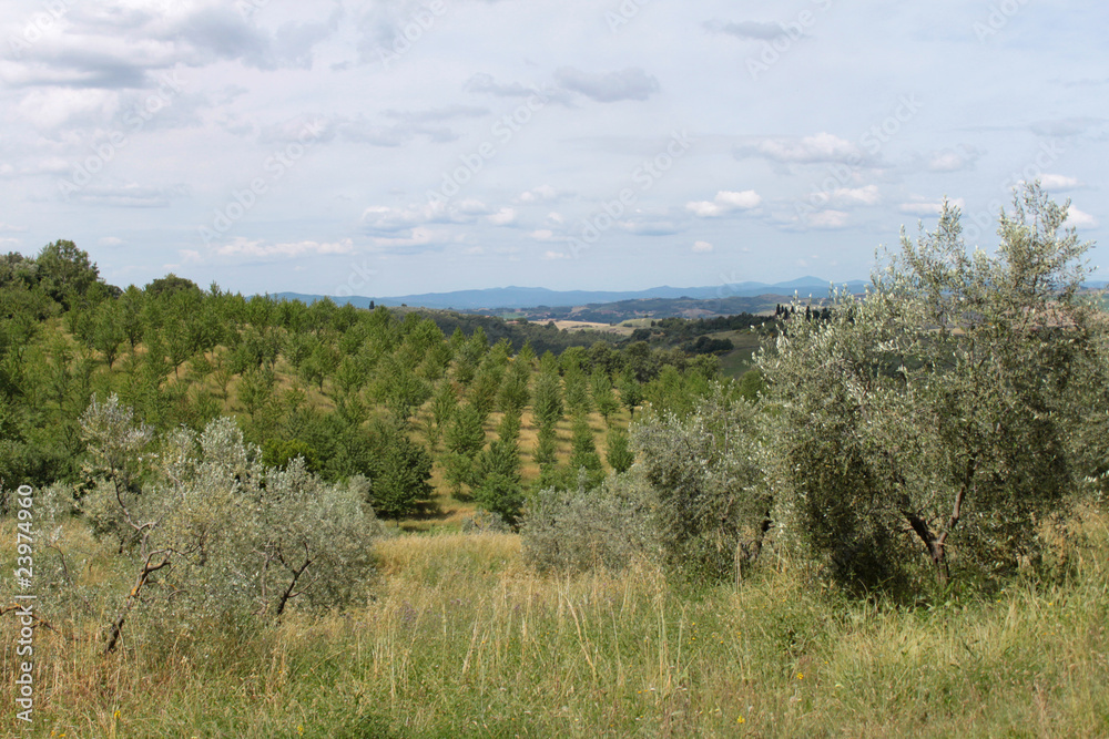 Olivenbäume Olivenbäume