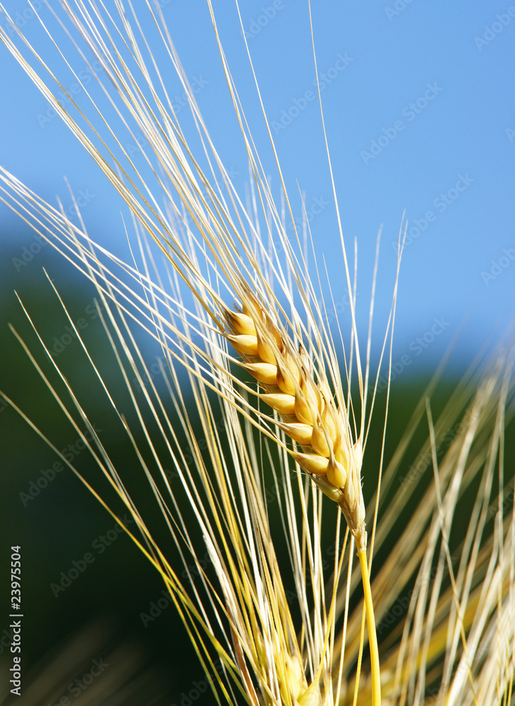 Fototapeta premium Kornähren im Sonnenlicht - Cereal Grains Close-up
