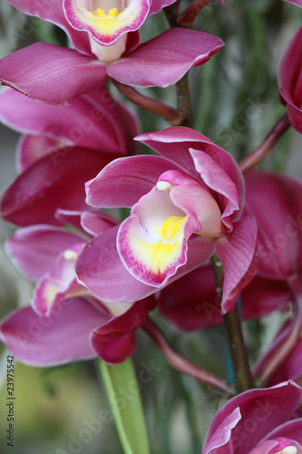 Fototapeta Naklejka Na Ścianę i Meble -  tige orchidée