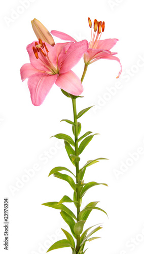Fototapeta Naklejka Na Ścianę i Meble -  Pink lilies.