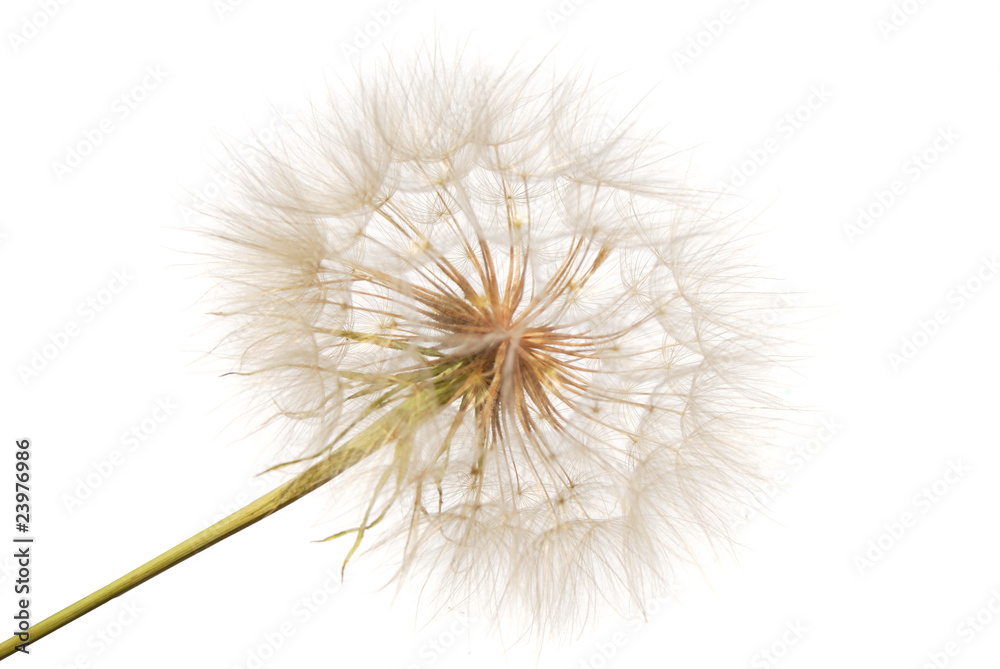 feathery seeds of the dandelion