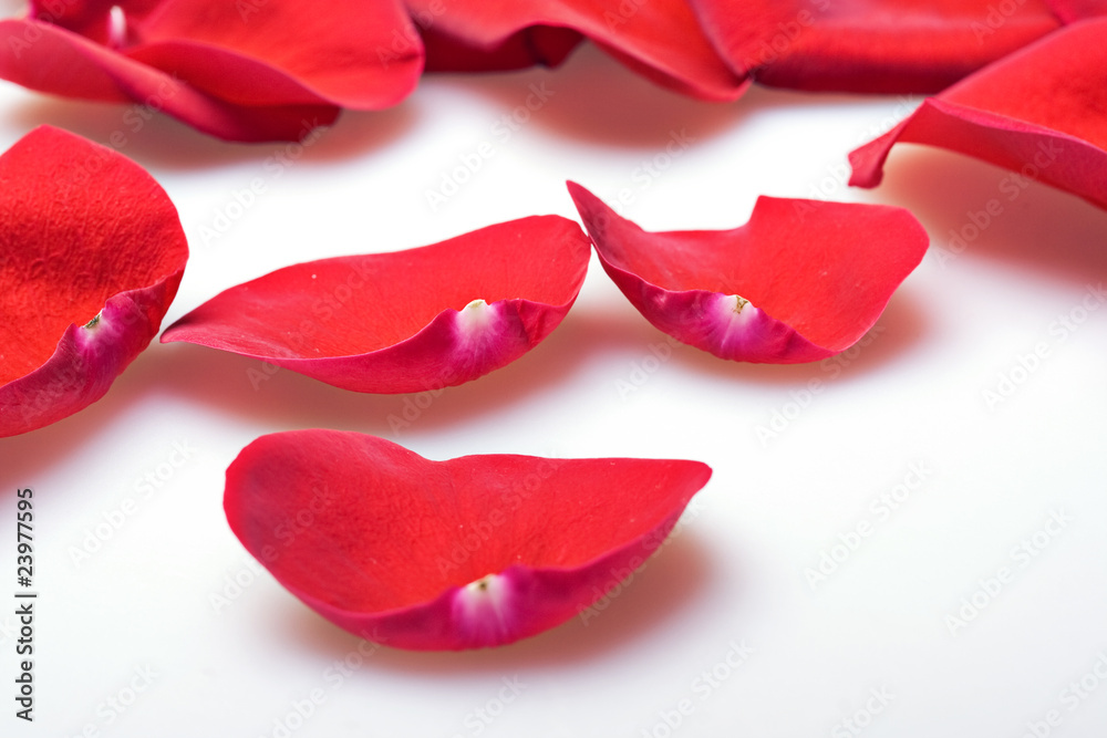 Fototapeta premium red rose petals closeup background