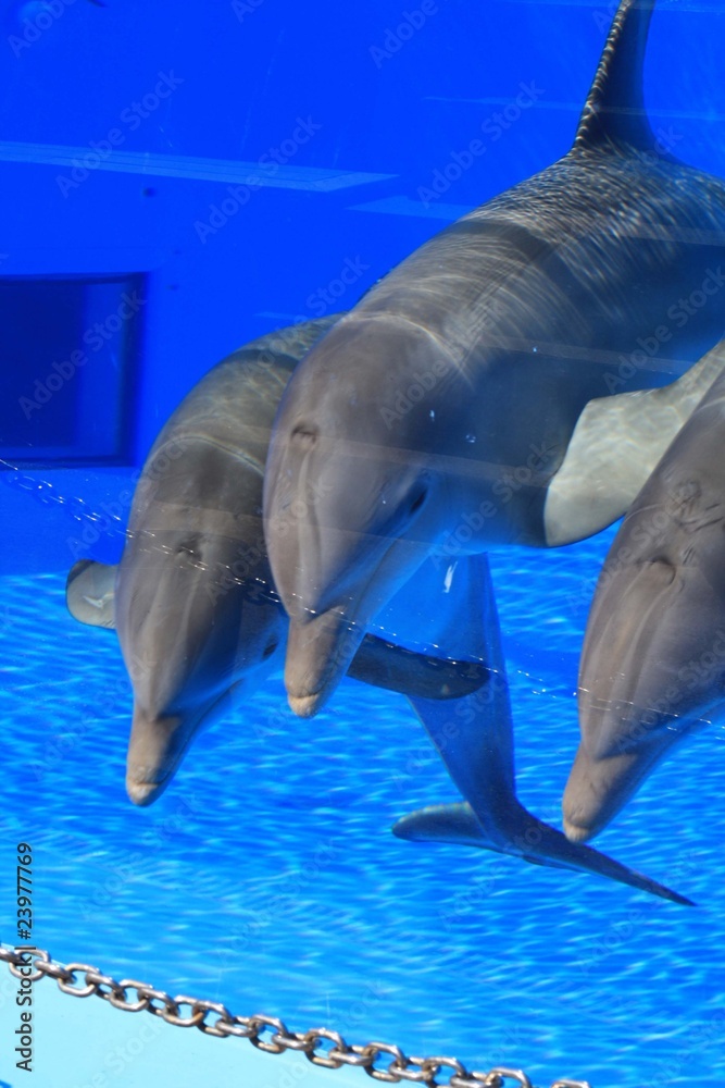 Fototapeta premium delfin