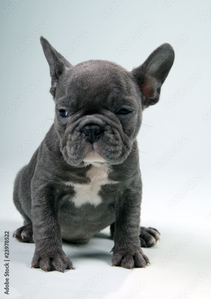 French Bulldog Puppy blue
