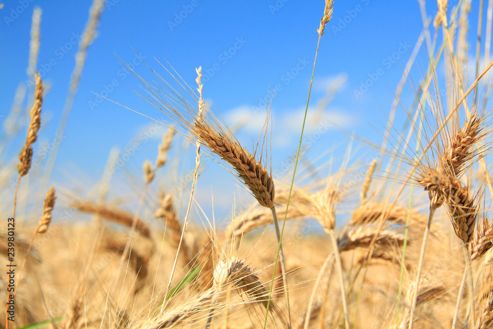 Fototapeta premium Feld