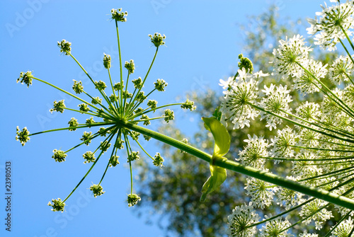 green plants with white flowers photo