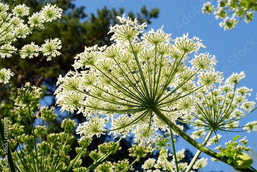 forest plants with white flowers photo