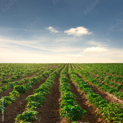 potato field on a sunset under blue sky