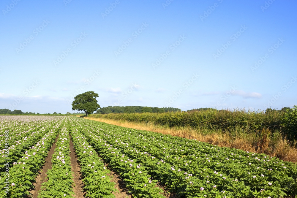 midsummer potato field