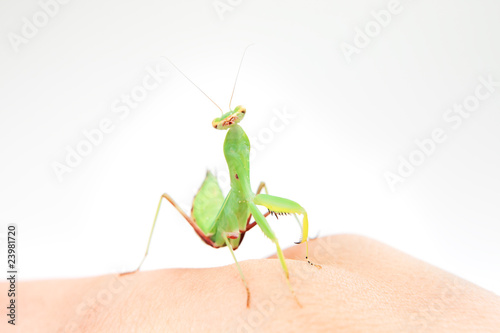 Portrait of the praying mantis.