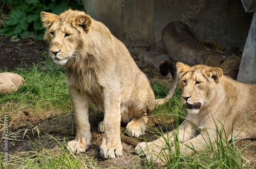 Lions at a Zoo photo