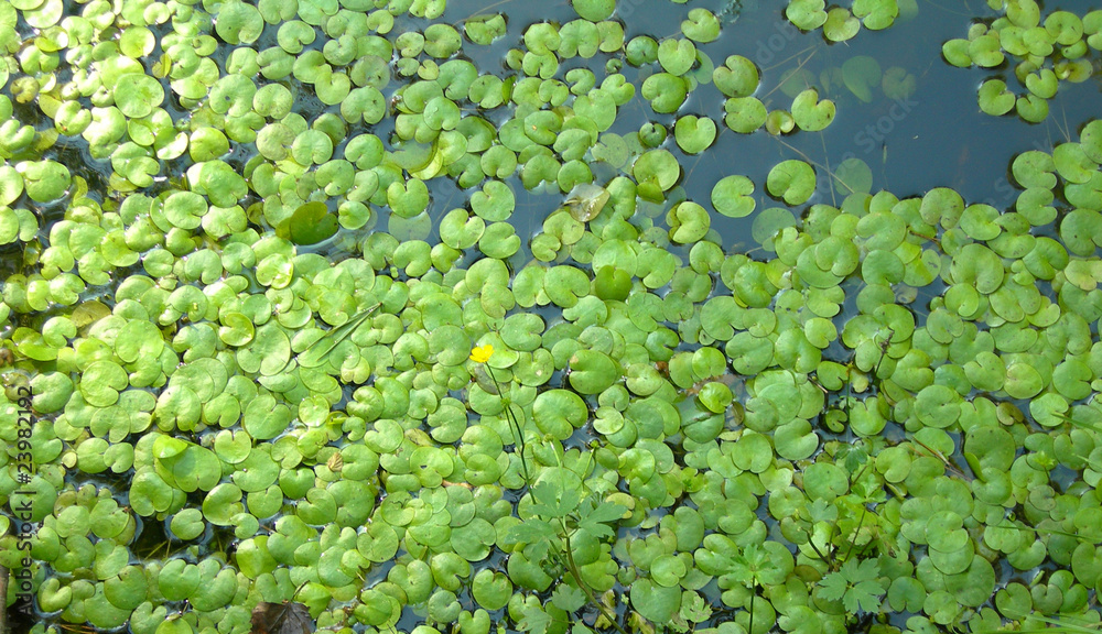 Водные растения Водные растения