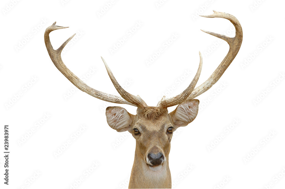 eld deer head eld deer head