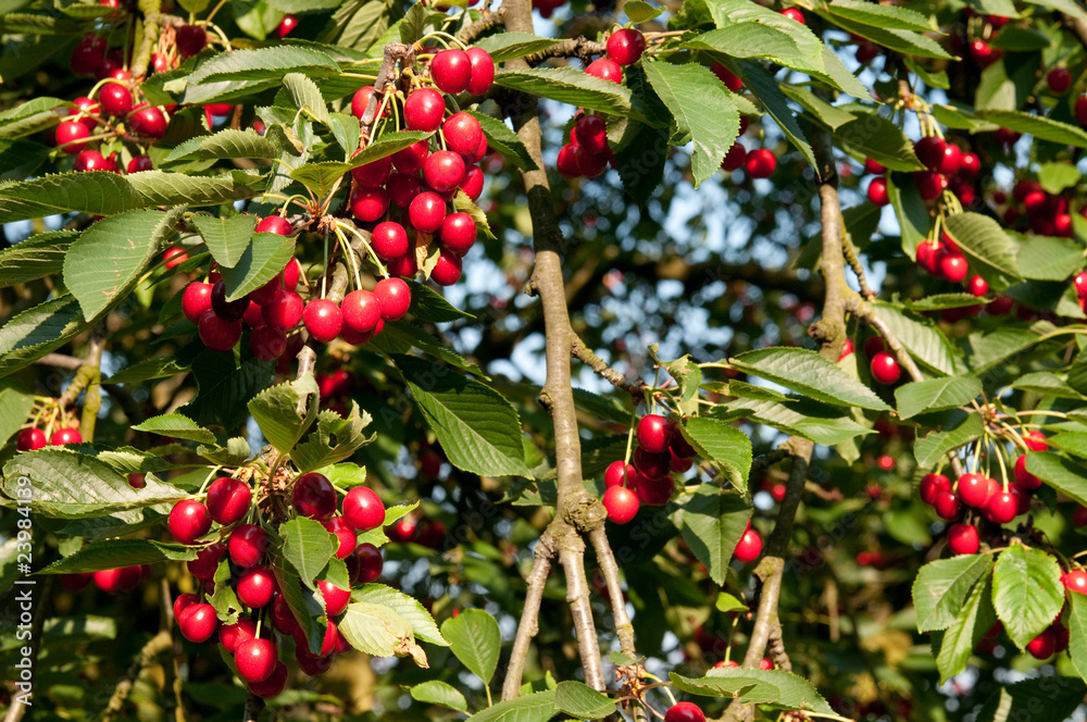 Obraz premium Kirschbaum 3