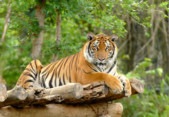 Fotobehang Tijger Bengaalse tijger in wilde natuur  © anankkml