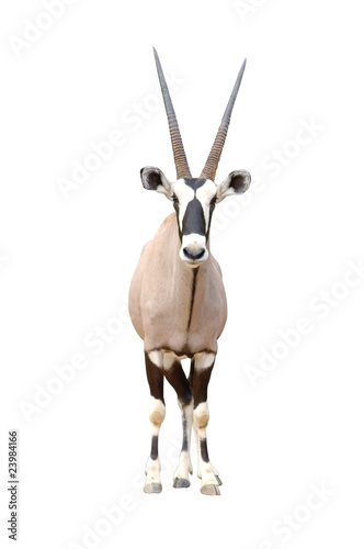 oryx