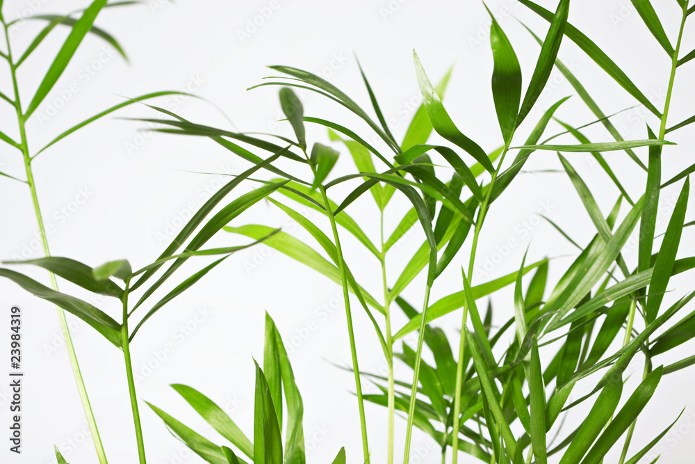 Fototapeta premium fresh green leaves background