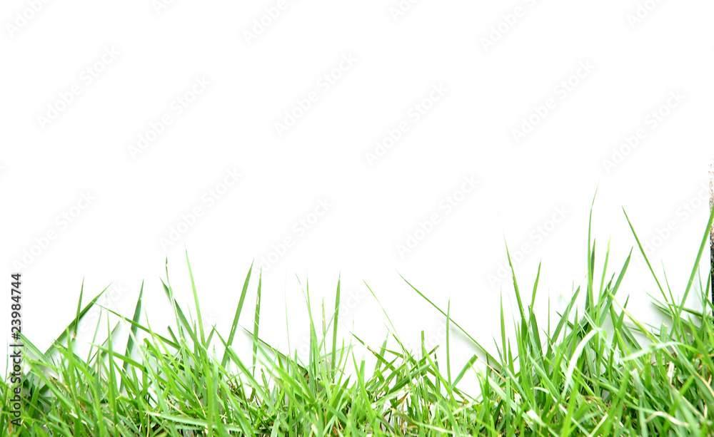 grass on white background grass on white background