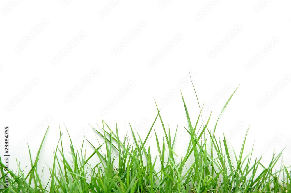 Fototapeta grass on white background