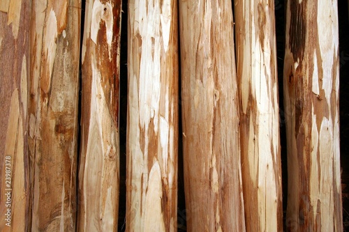 Rondins de bois d'eucalyptus