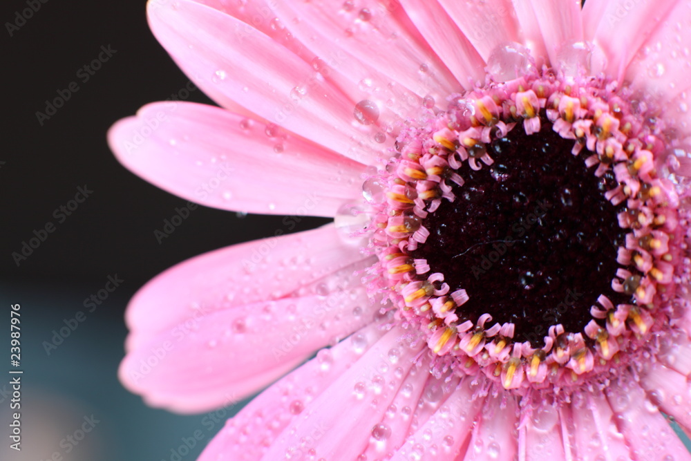 Pink gerbera isolated on black background Pink gerbera isolated on black background