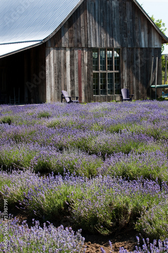 Lavender farm