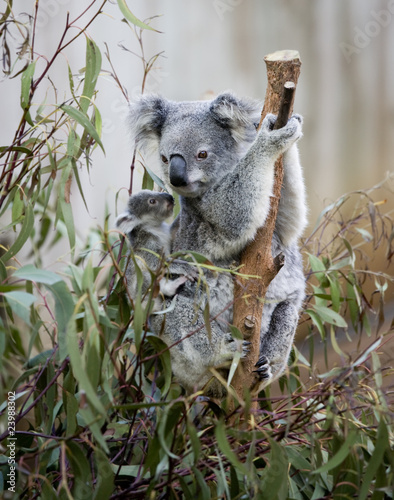 koala © markrhiggins