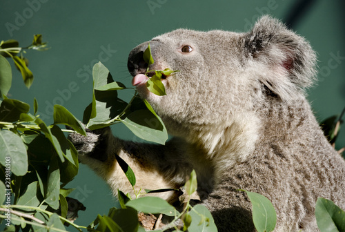 Photography koala