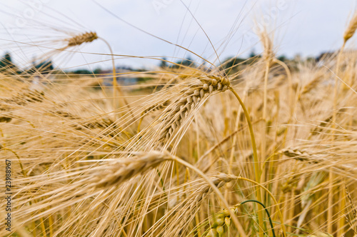 Gerste im Feld photo