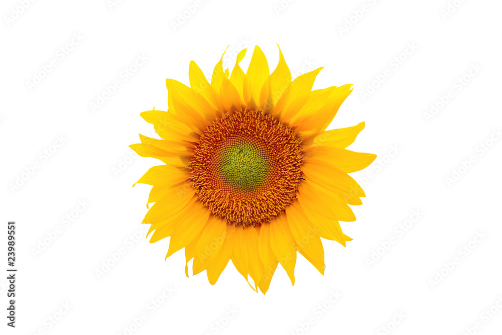Fototapeta premium a beautiful yellow Sunflower petals on white