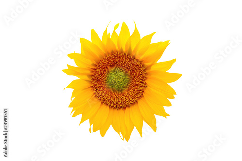 a beautiful yellow Sunflower petals on white
