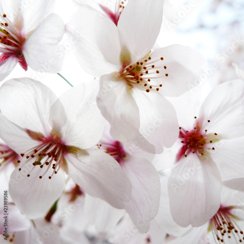 Cherry blossoms in Springtime in Tokyo.