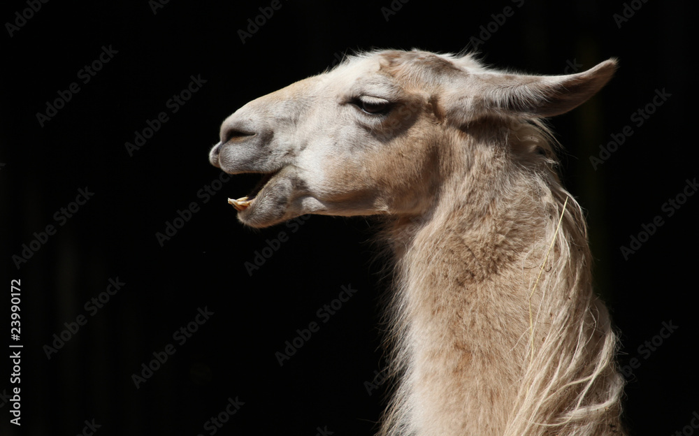 Fototapeta premium Lama5